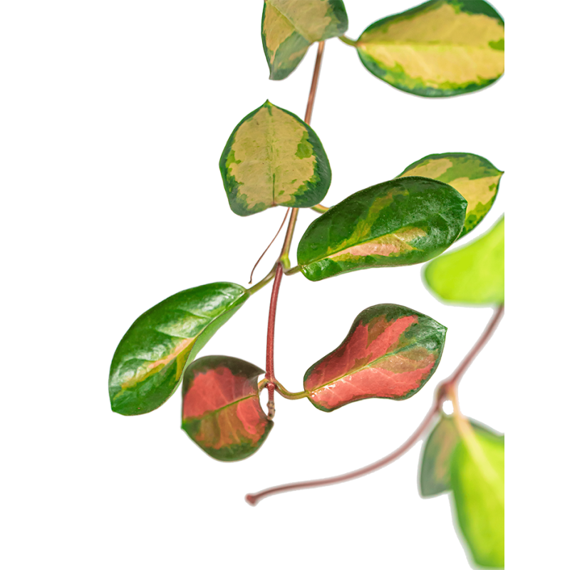 Hoya Tricolor