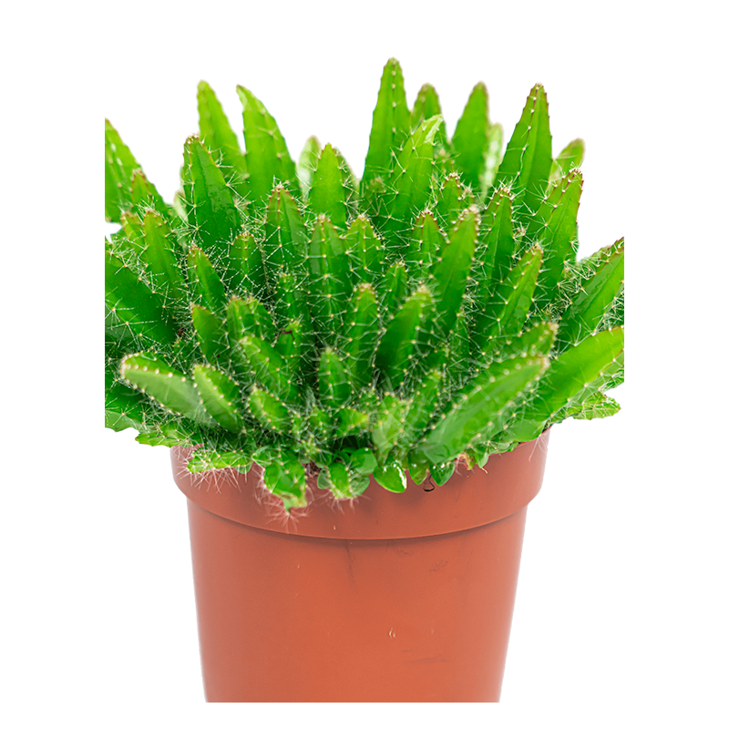 Hylocereus undatus