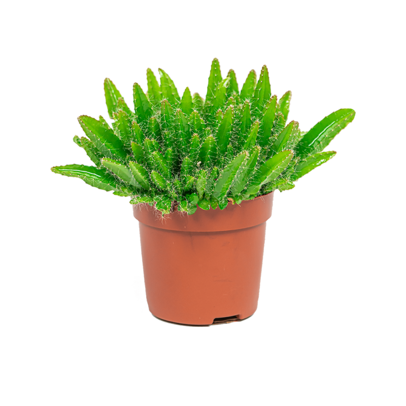 Hylocereus undatus