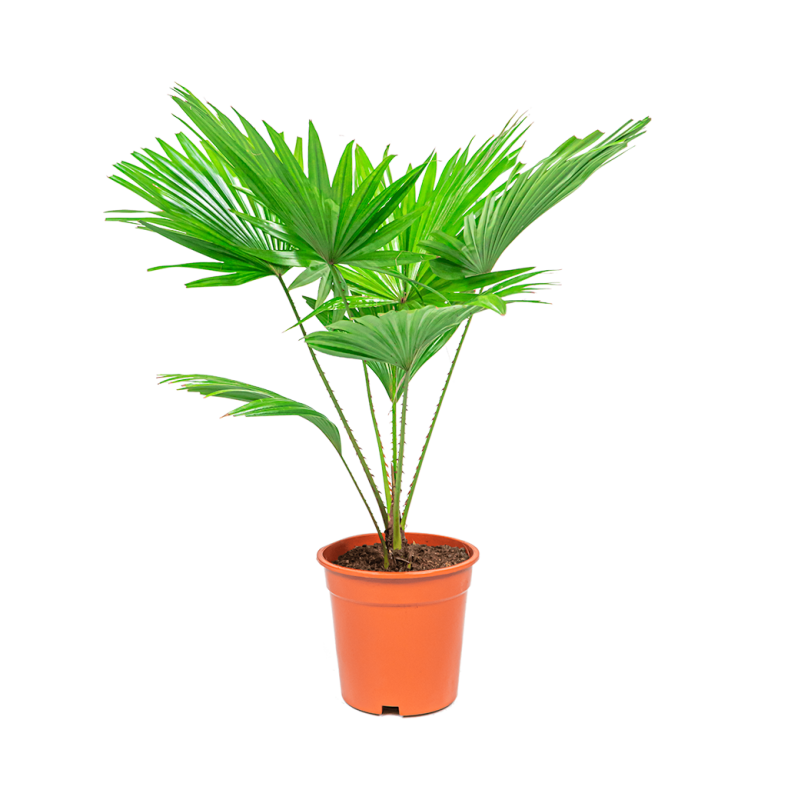 Livistona rotundifolia 