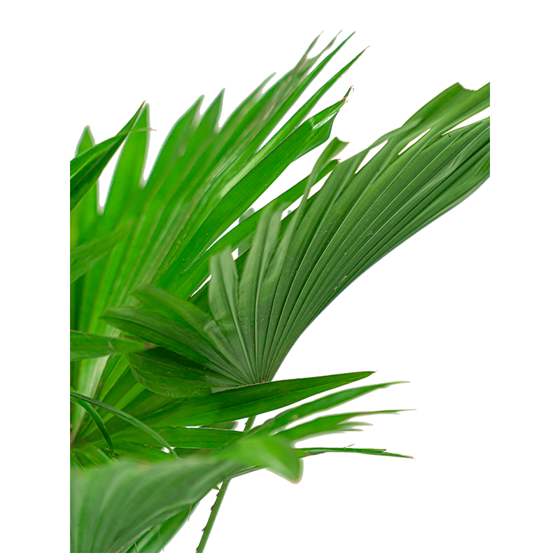 Livistona chinensis
