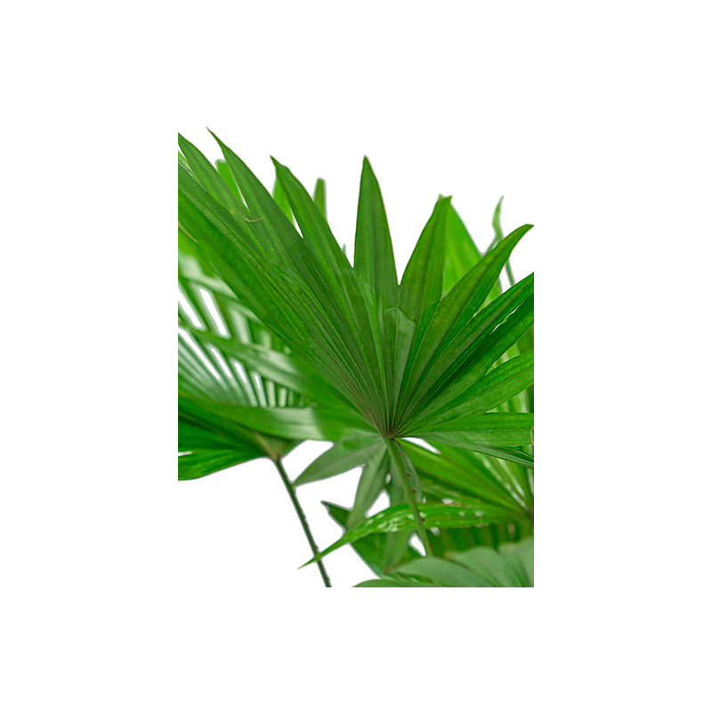 Livistona chinensis