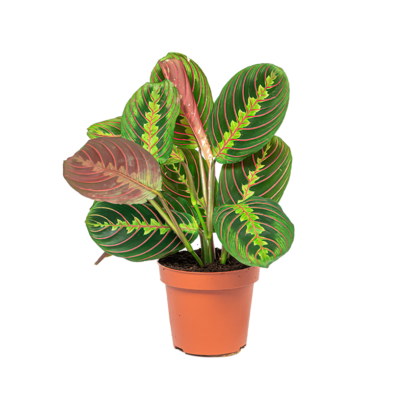Maranta Fascinator