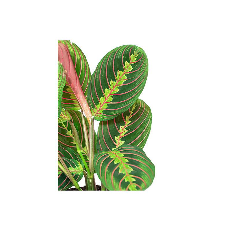 Maranta Fascinator