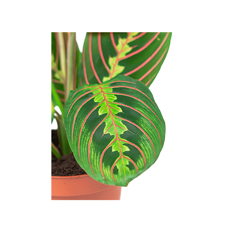 Maranta Fascinator