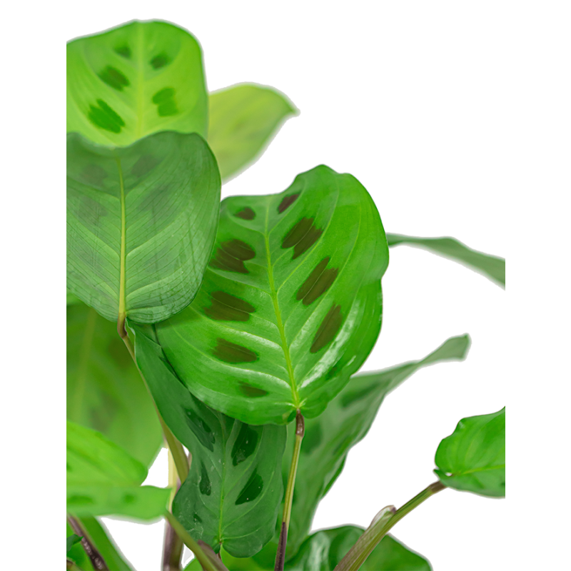 Maranta Kerchoveana