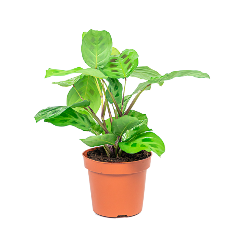 Maranta Kerchoveana