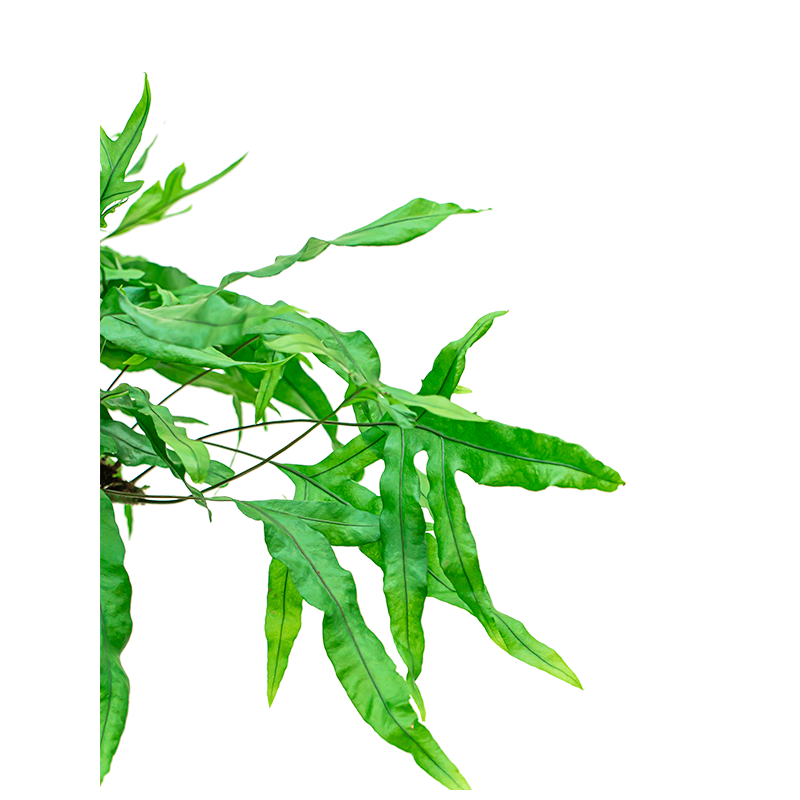 Microsorum diversifolium 