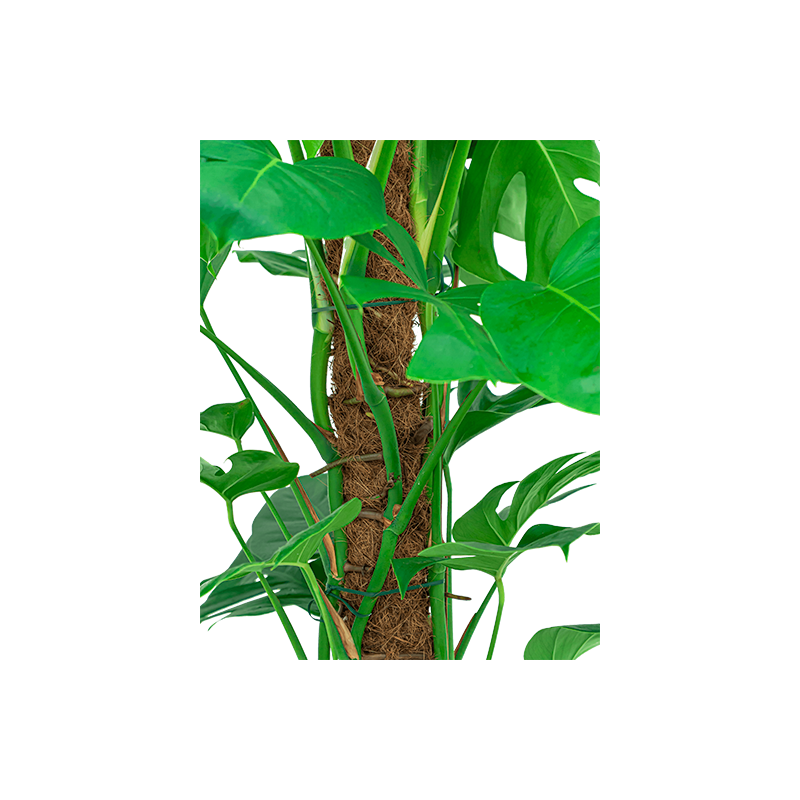 Monstera Deliciosa mosstok in Urban Smooth Egg Planter zwart