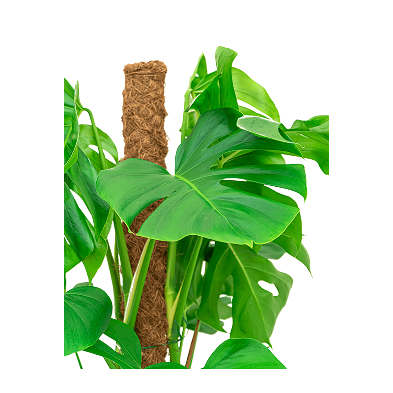 Monstera Deliciosa mosstok in Urban Smooth Egg Planter zwart