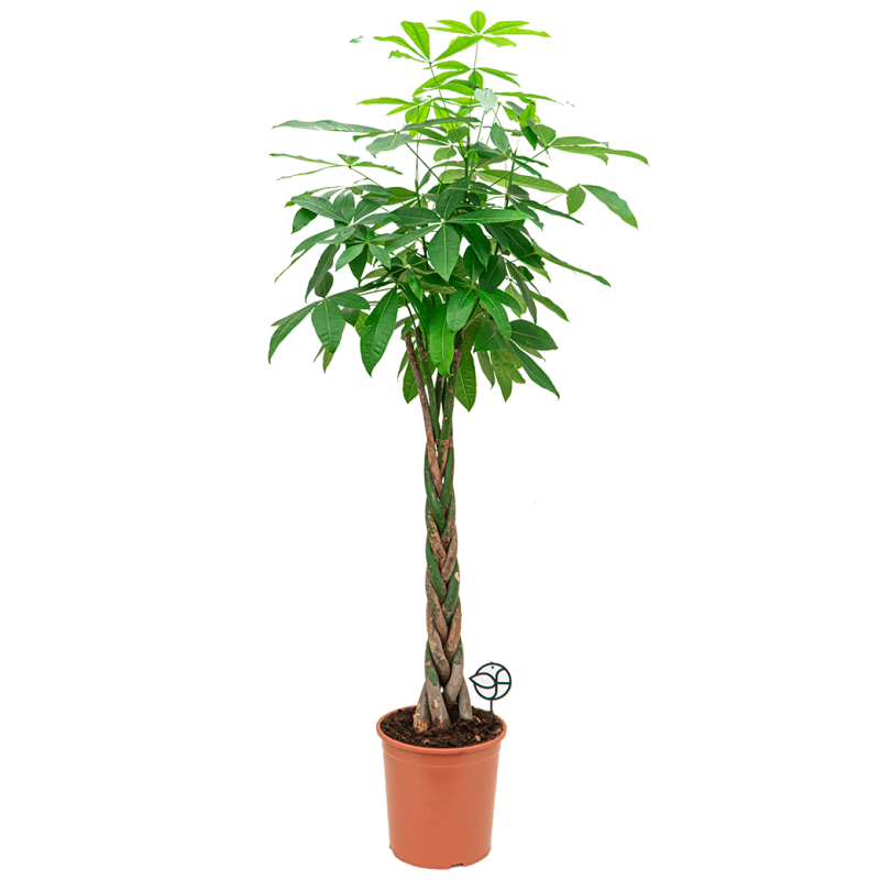 Pachira aquatica gevlochten stam