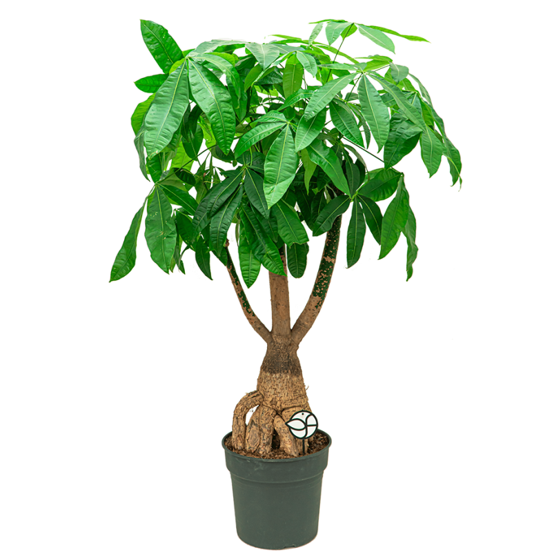 Pachira aquatica vertakt
