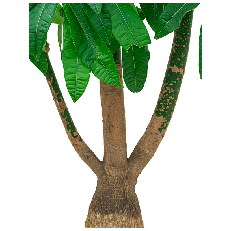 Pachira aquatica vertakt