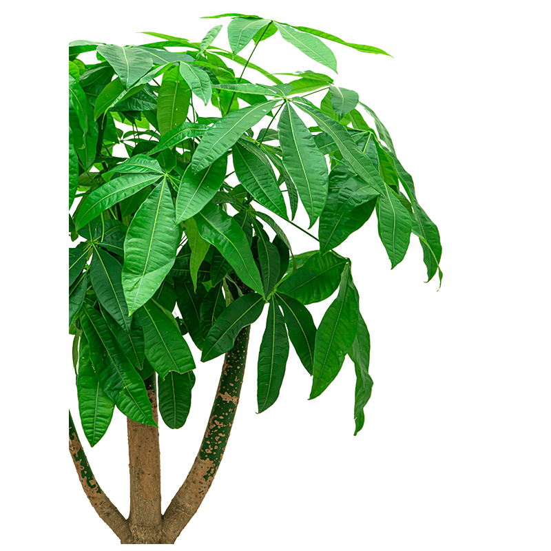 Pachira aquatica vertakt