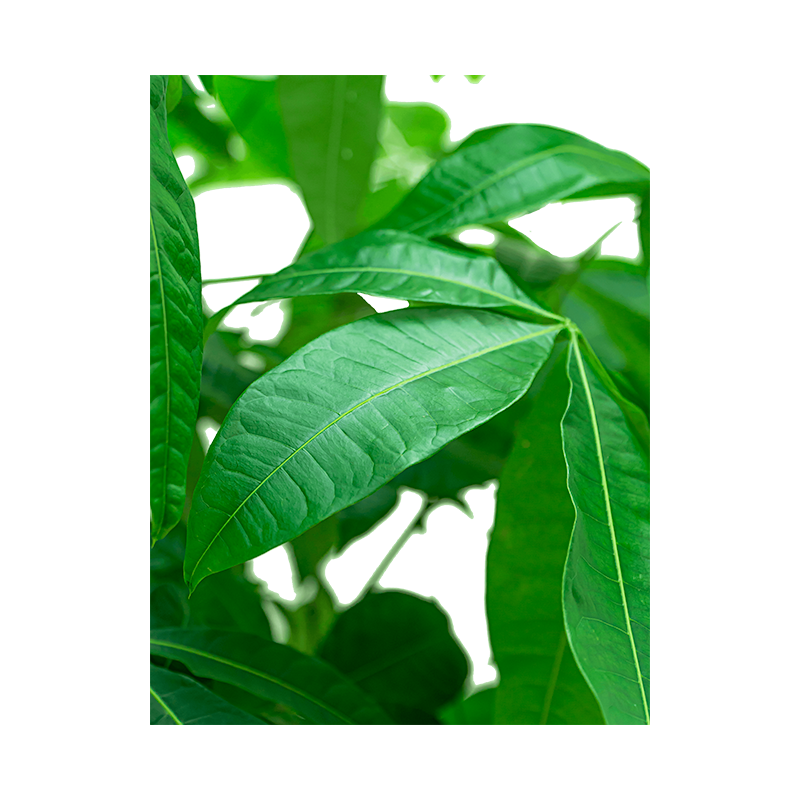Pachira aquatica vertakt