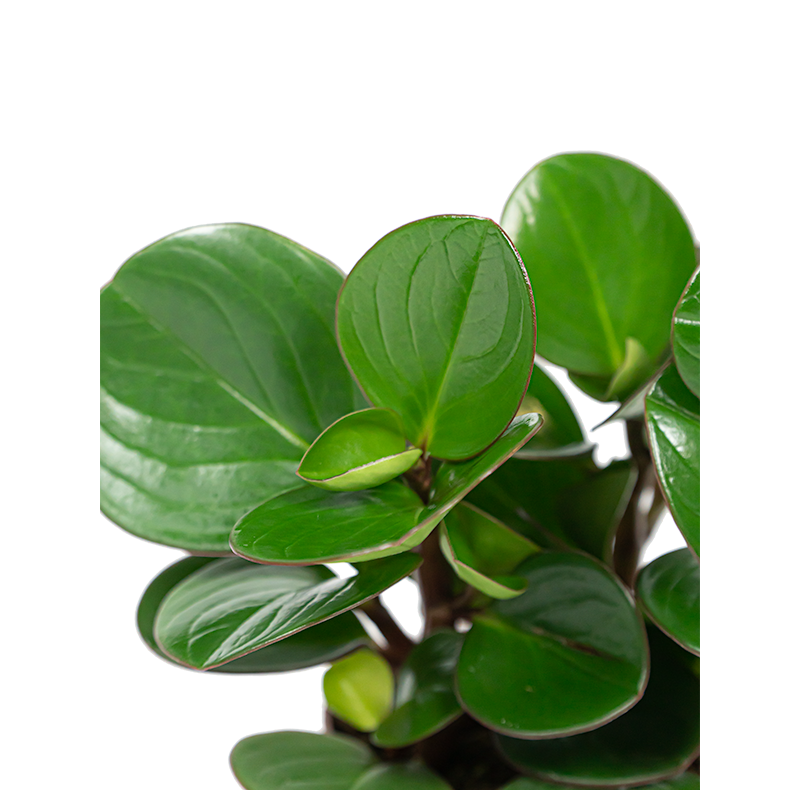Peperomia obtusifolia 