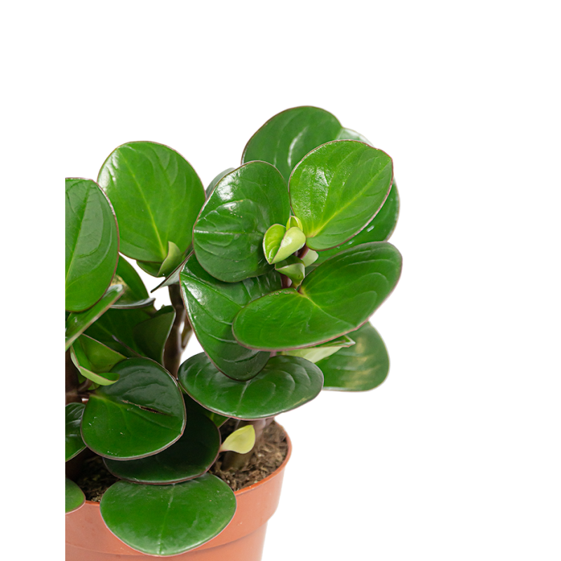 Peperomia obtusifolia 