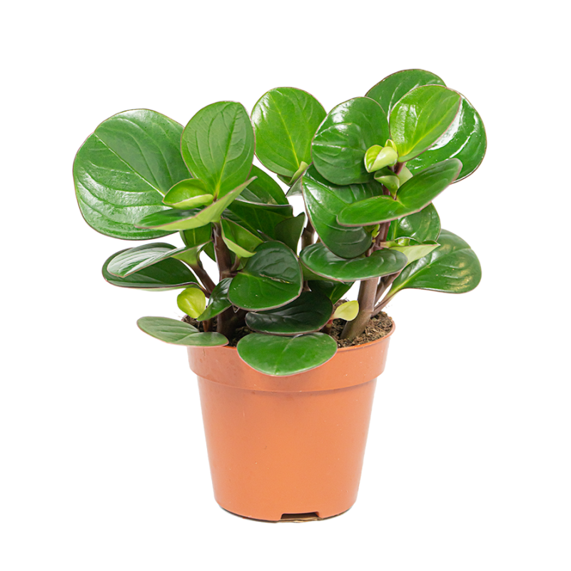 Peperomia obtusifolia 