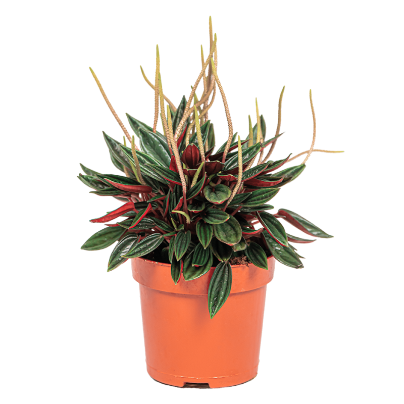 buy pots and planters online Buy URN Smooth Finish Extra Large Planter Online