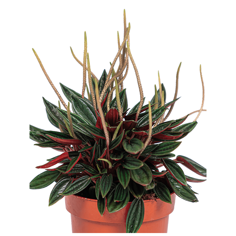 Peperomia Rosso