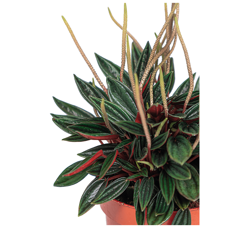 Peperomia Rosso