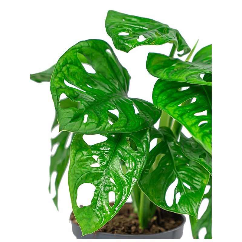 Monstera adansonii in Elho Vibes antraciet