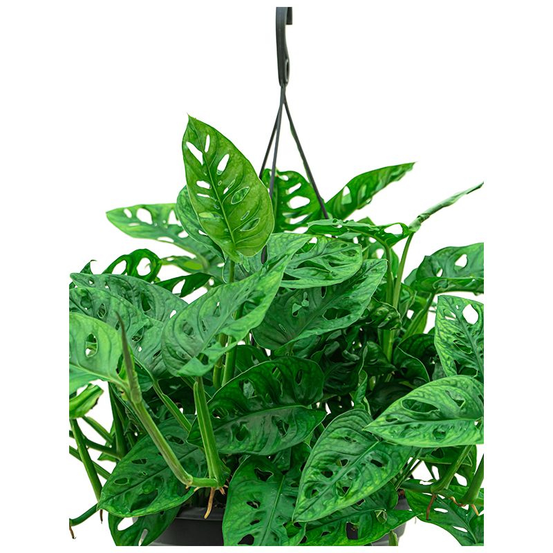 Monstera Adansonii hangplant M