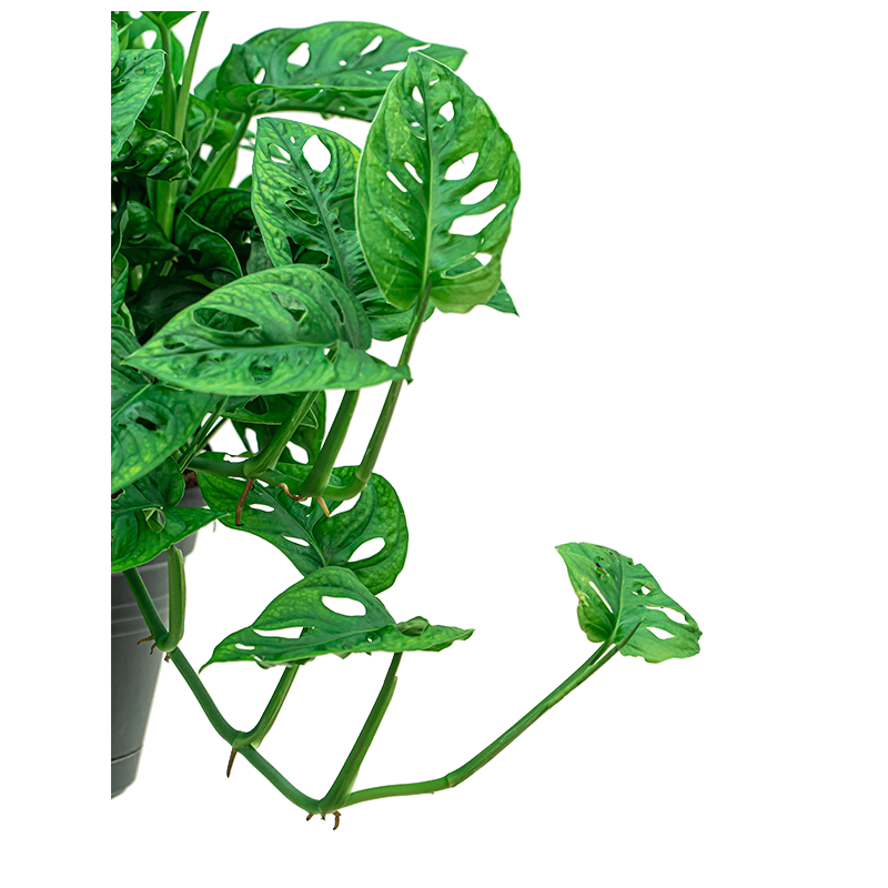 Monstera adansonii