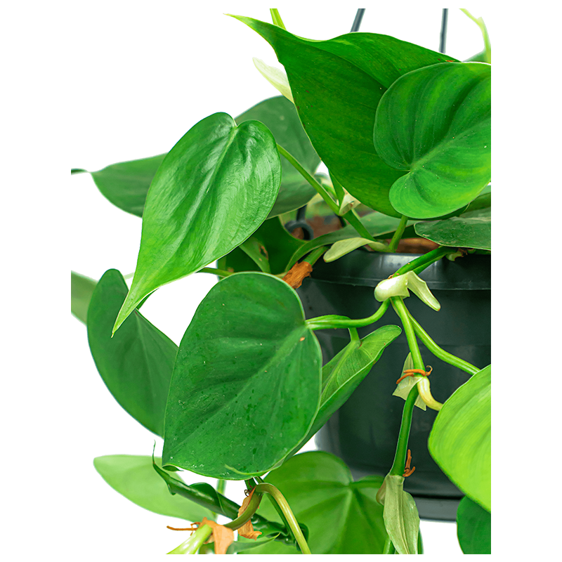 Philodendron scandens