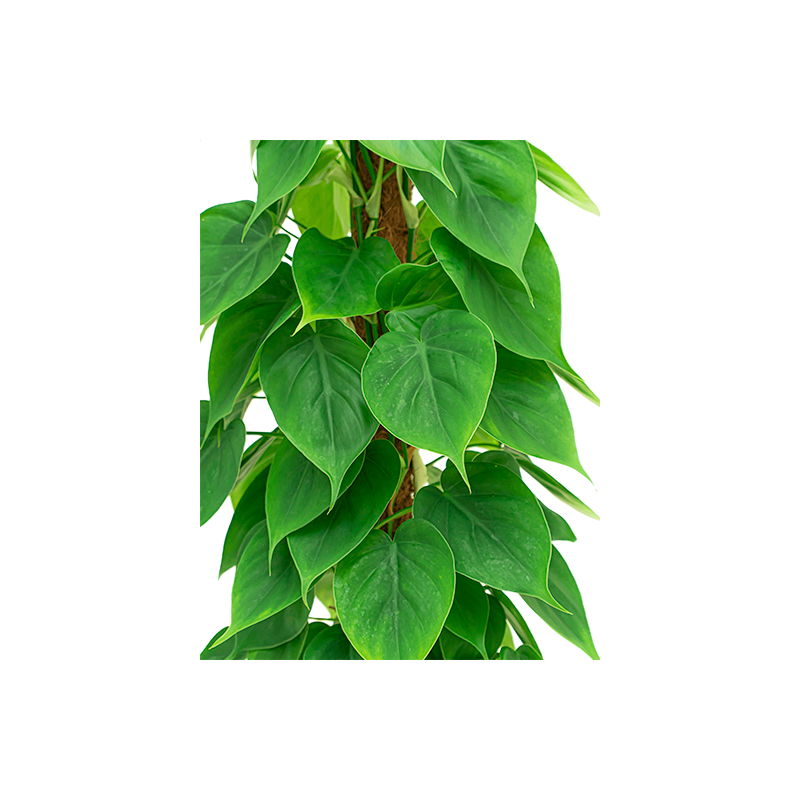 Philodendron scandens piramide