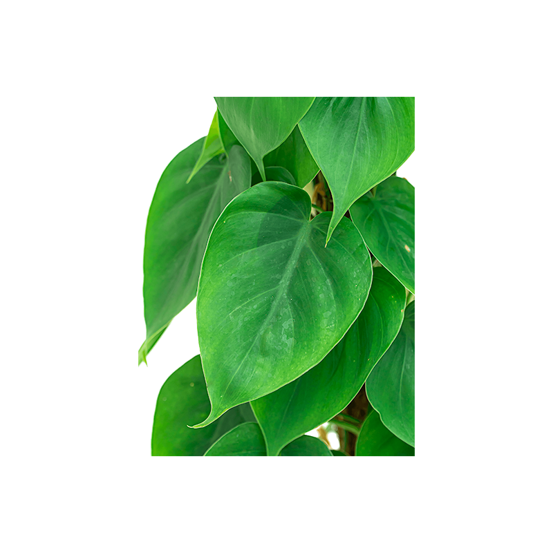 Philodendron scandens piramide
