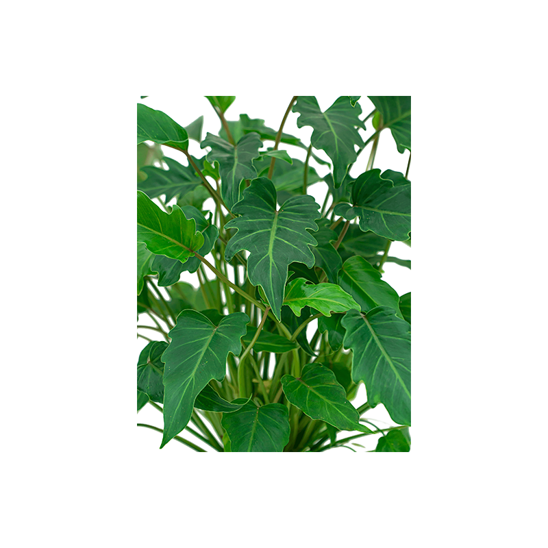 Philodendron Xanadu in Pure Soft hoog antraciet