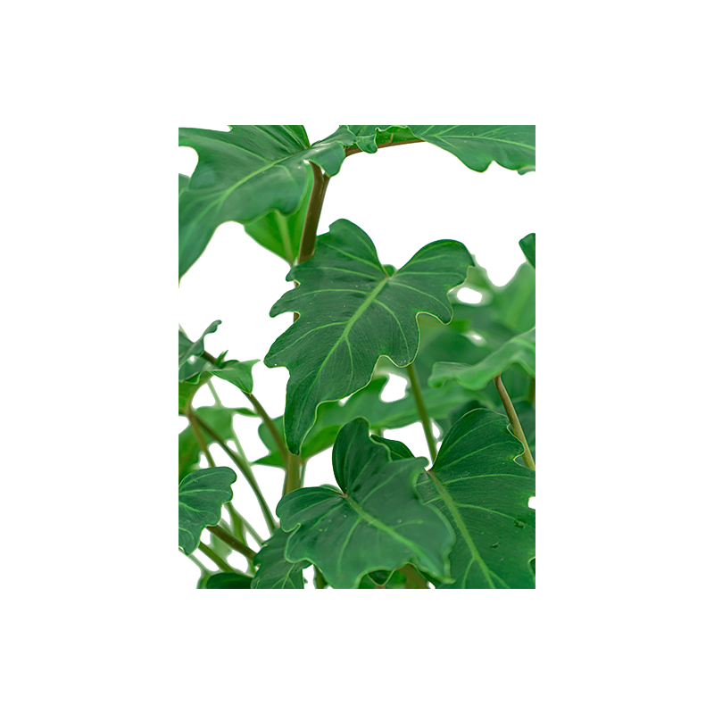 Philodendron Xanadu in Pure Soft hoog antraciet