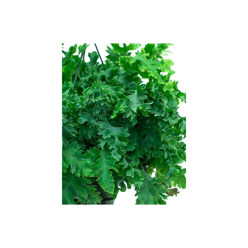 Phlebodium Davana in Pure Soft hoog antraciet