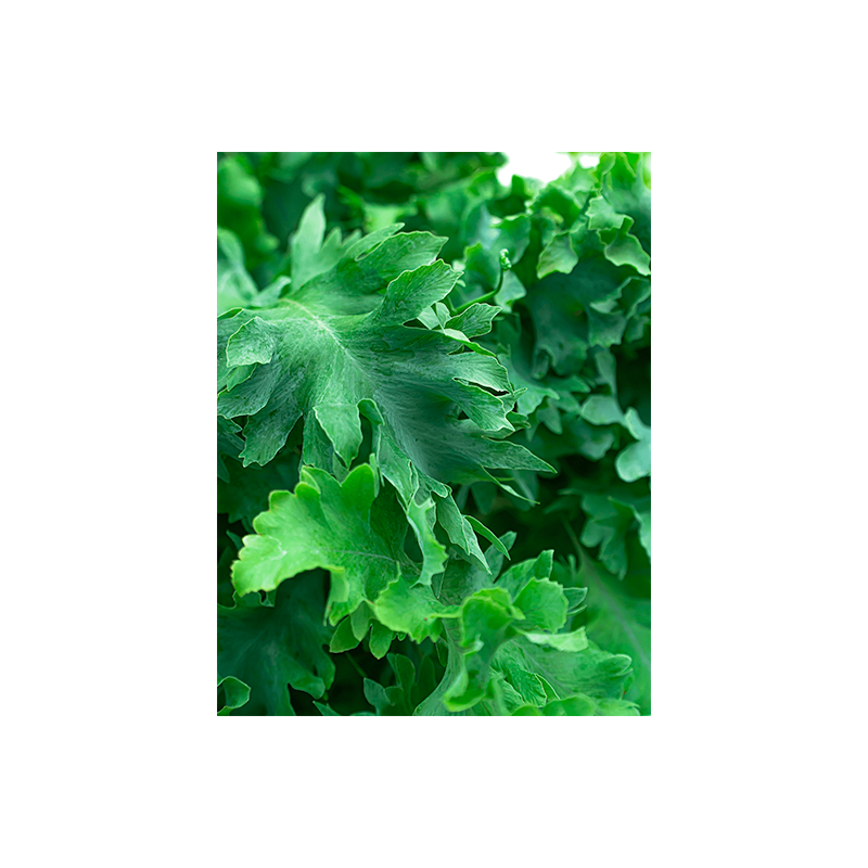 Phlebodium Davana in Pure Soft hoog antraciet