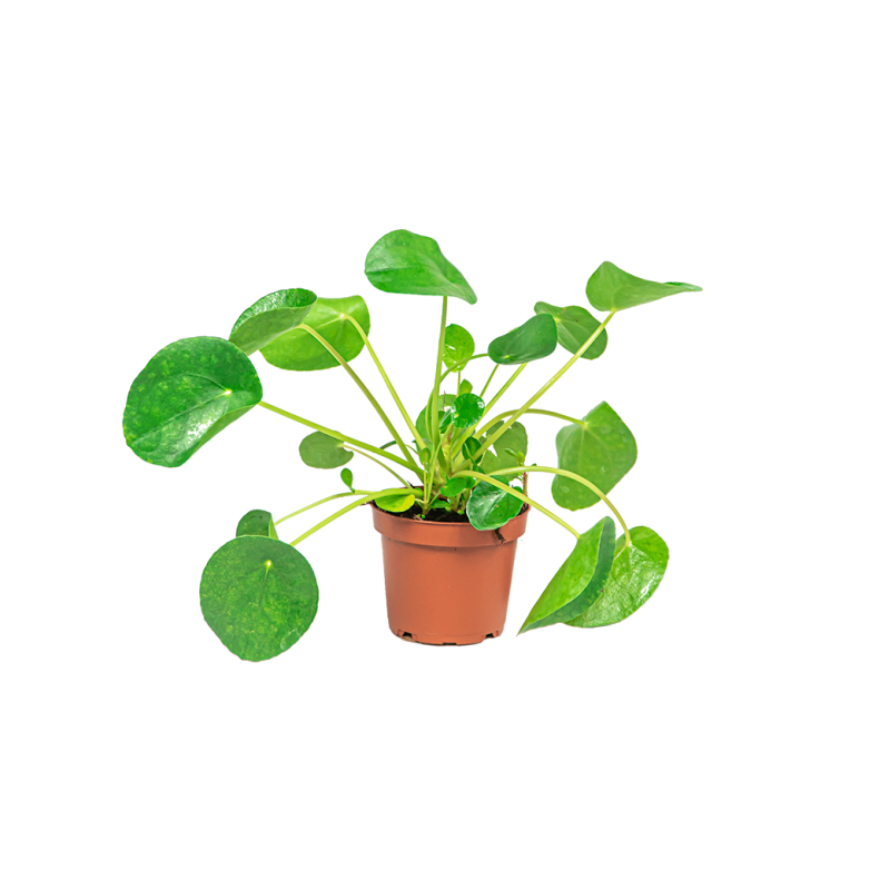 Pilea Peperomioides