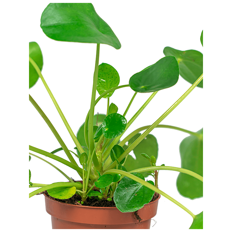 Pilea Peperomioides
