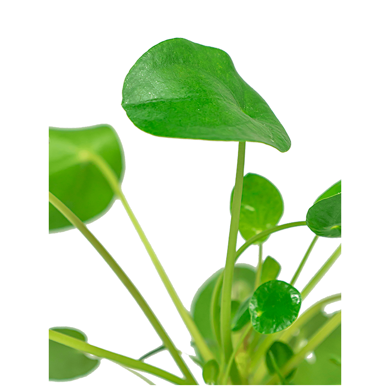 Pilea in Elho Vibes groen