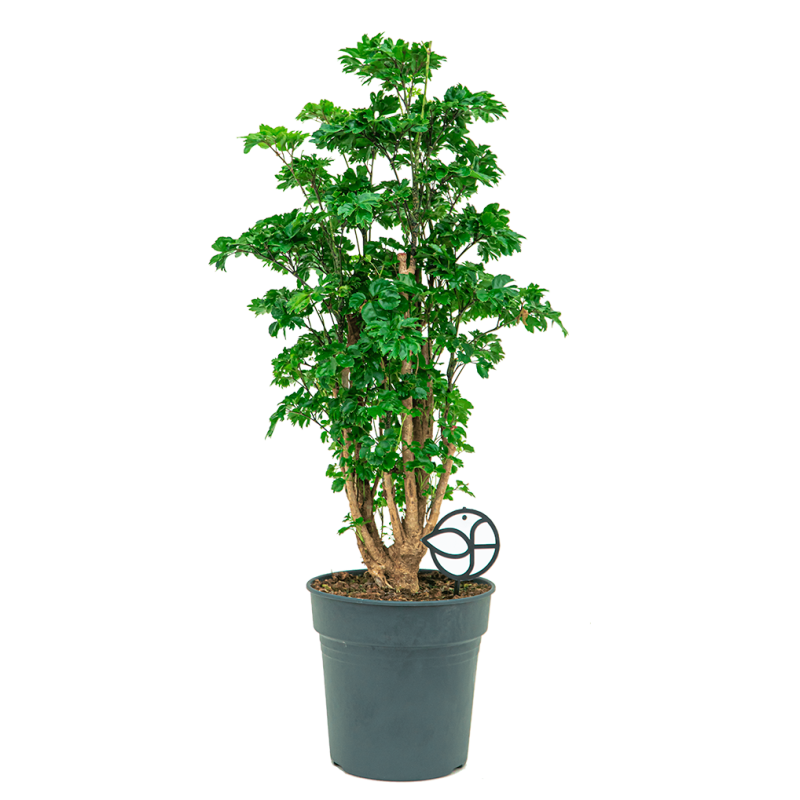 Polyscias Roble 