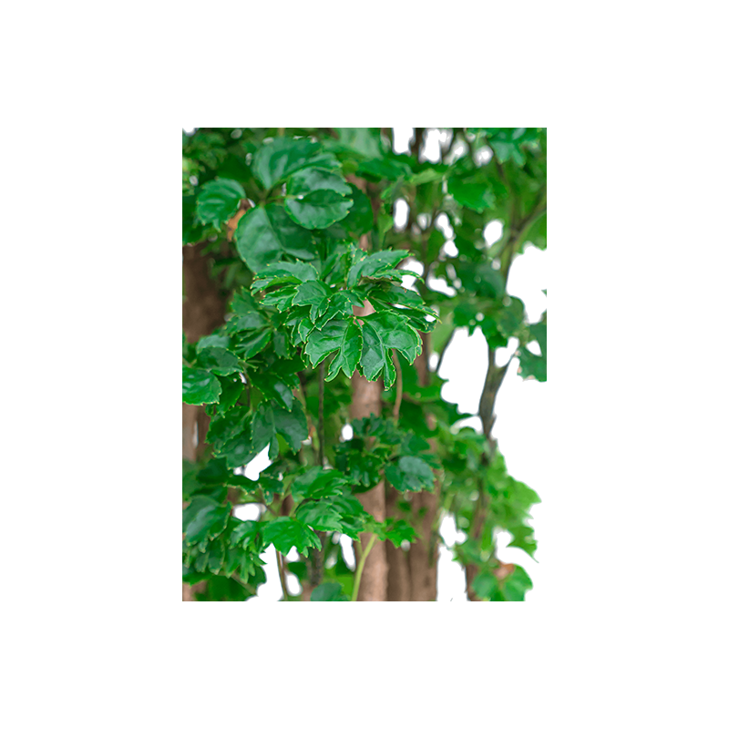Polyscias Roble 