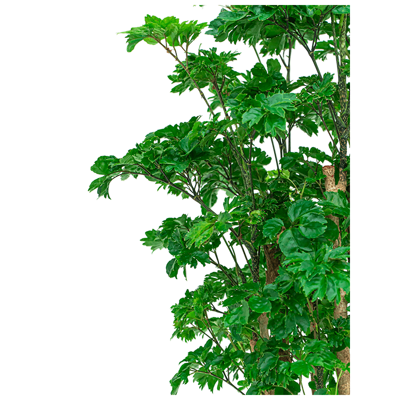 Polyscias Roble 