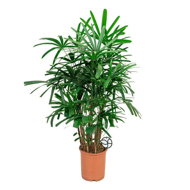 Rhapis excelsa