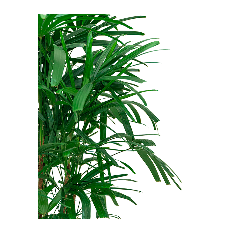 Rhapis excelsa