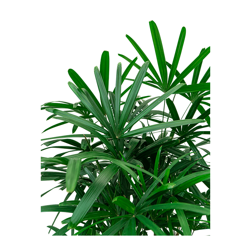 Rhapis excelsa