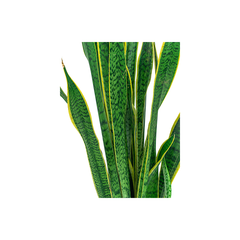 Sansevieria Laurentii in Pure Soft hoog antraciet