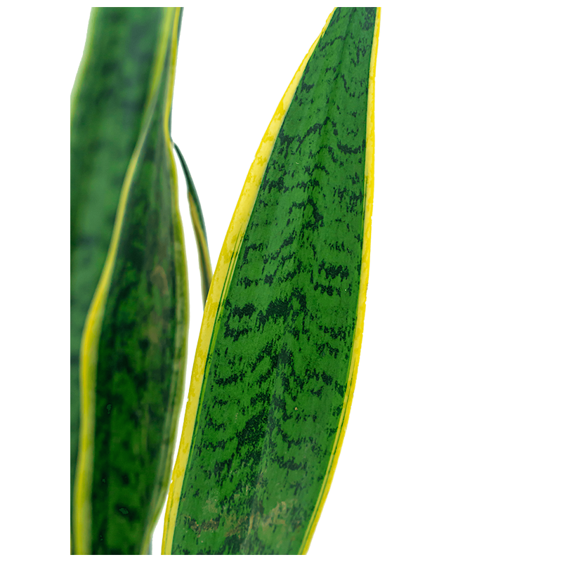 Sansevieria Laurentii in Pure Soft hoog wit