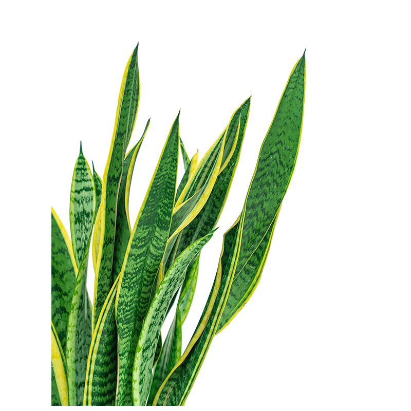 Sansevieria Laurentii in Rugged Charlie zwart