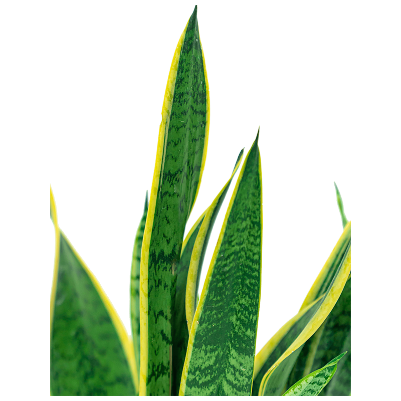 Sansevieria Laurentii in Rugged Charlie zwart