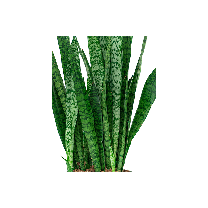 Sansevieria zeylanica 