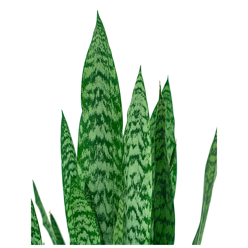Sansevieria zeylanica 